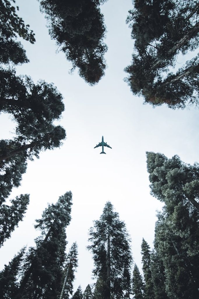 A plane flying above tall trees, viewed from below in a forest.